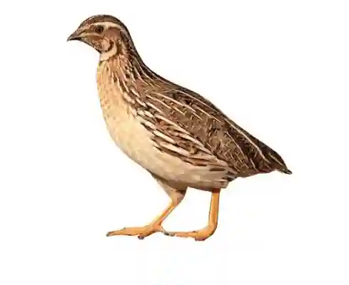 Fresh Quail 2 Pec - Bag of Green