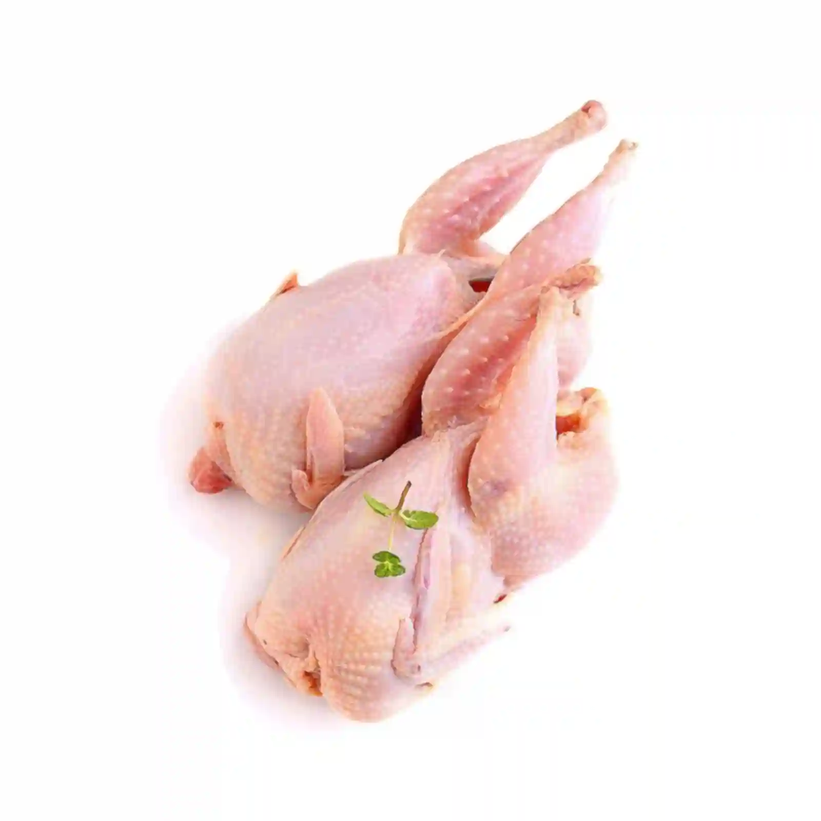 Fresh Pigeon 2 Pec - Bag of Green