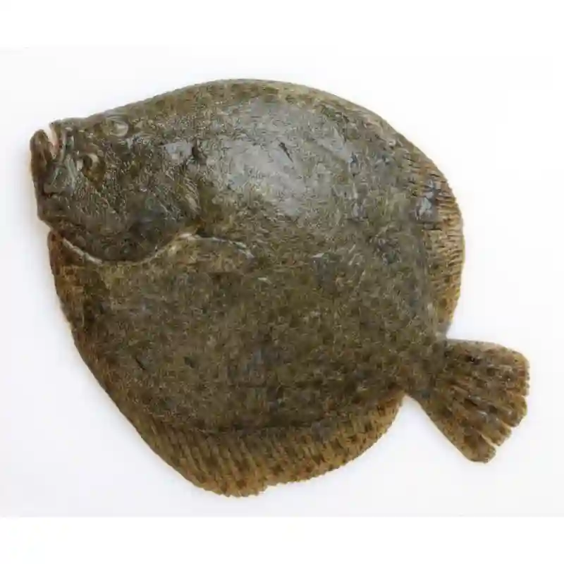 Fresh Turbot Fish France
