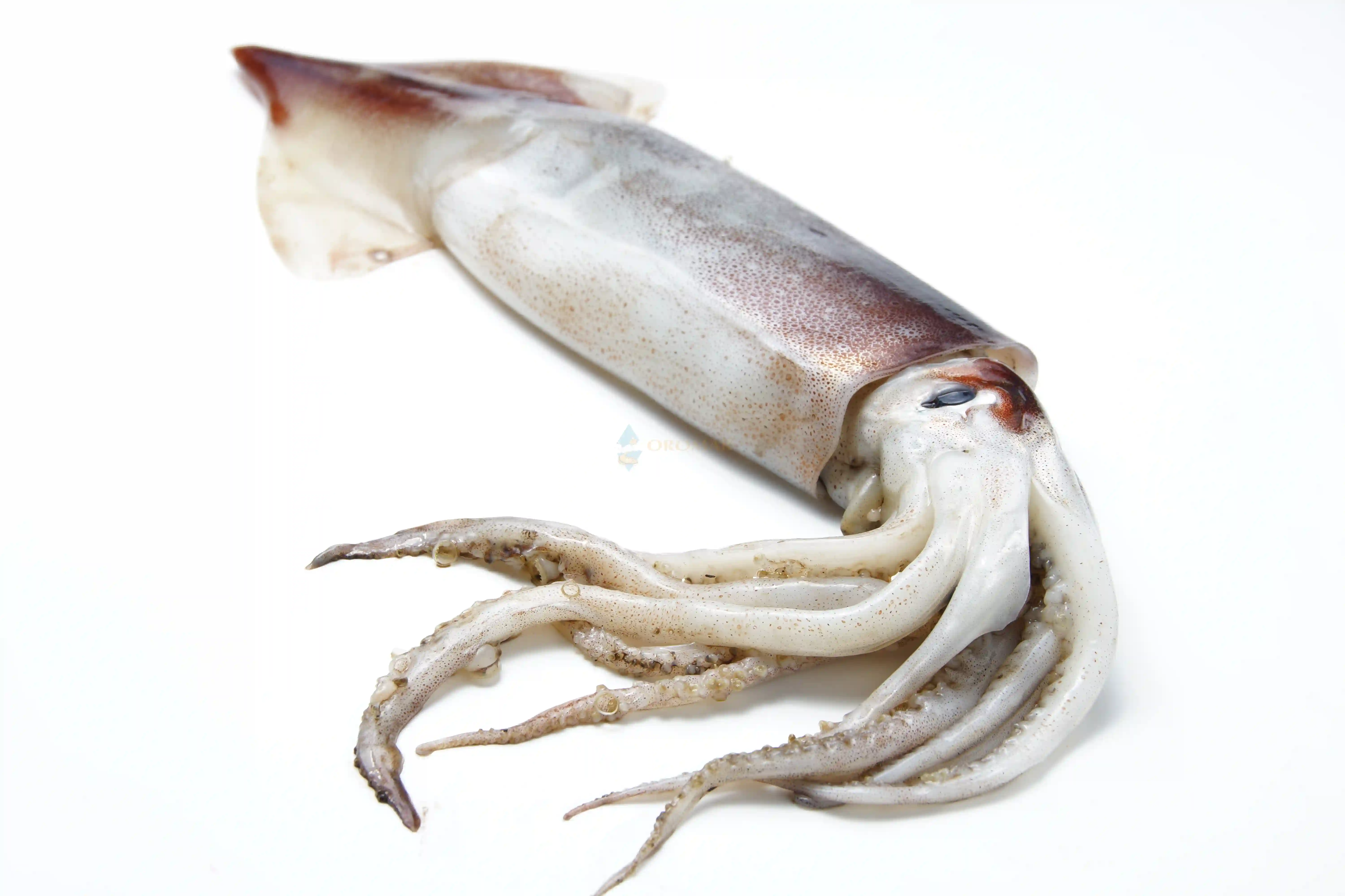 Fresh Squids - Bag of Green