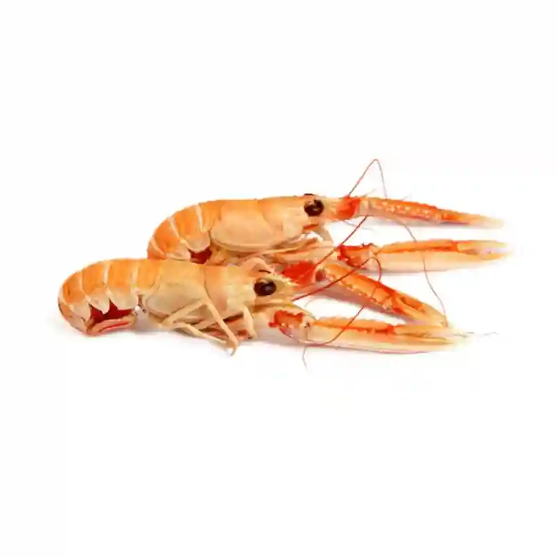 Frozen Langoustine Denmark (13/16) - Bag of Green