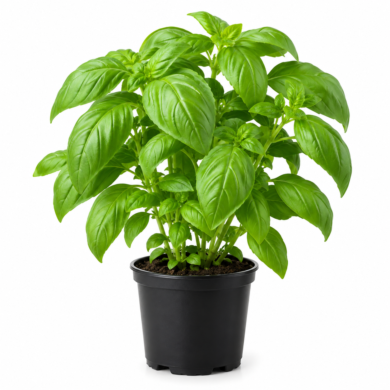 Basil Pot