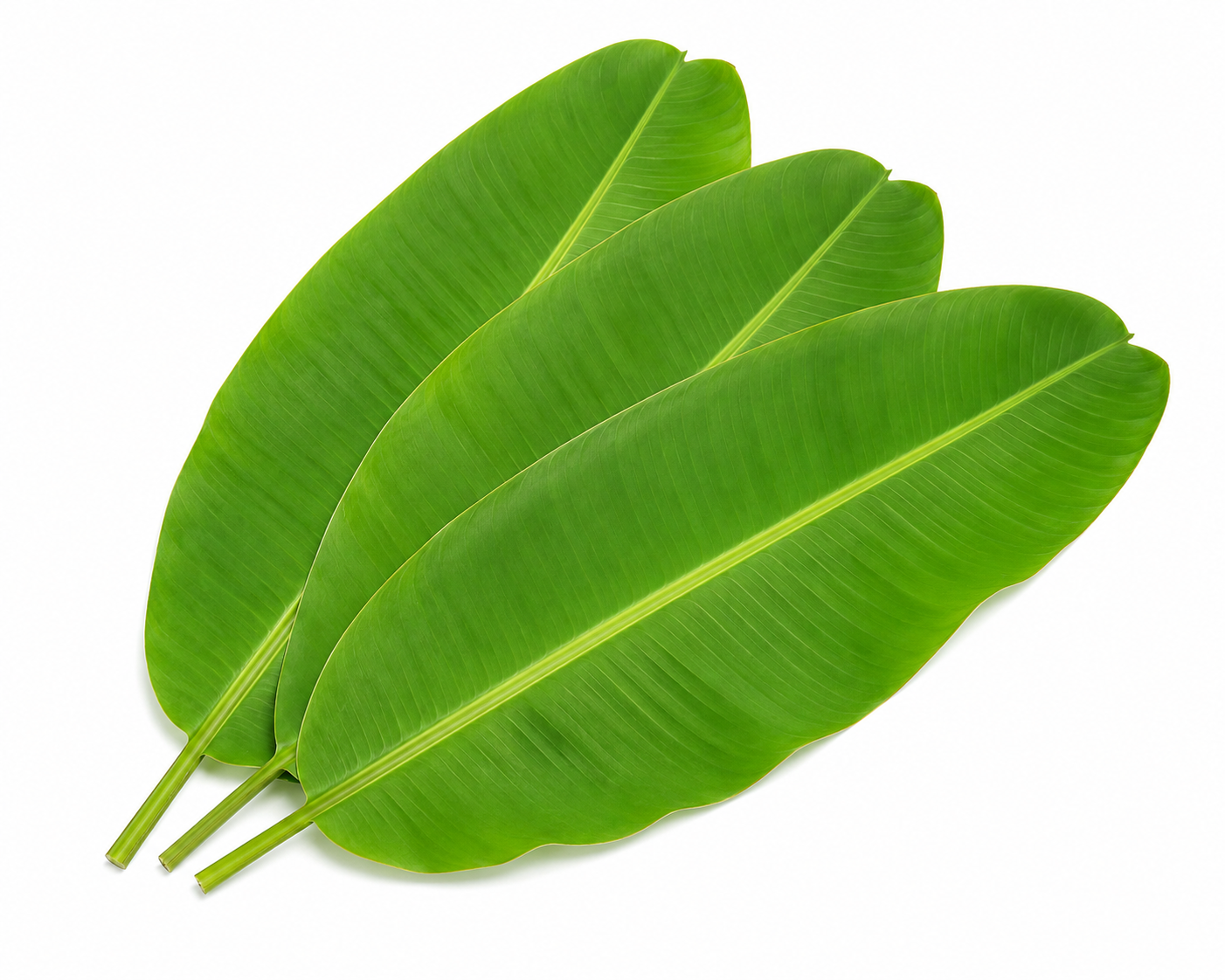 Banana leaf - Bag of Green