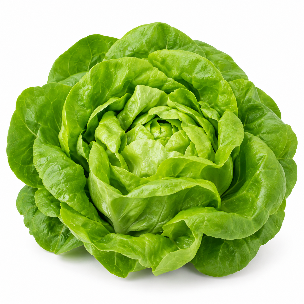 Boston Lettuce - Bag of Green