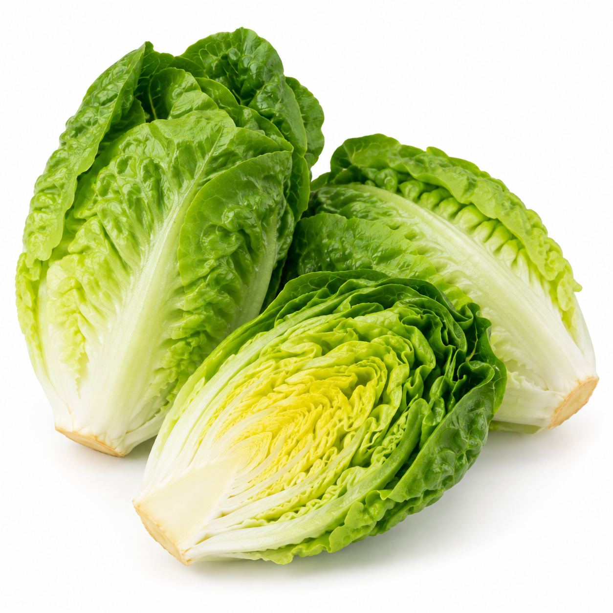 Lettuce Baby Gem