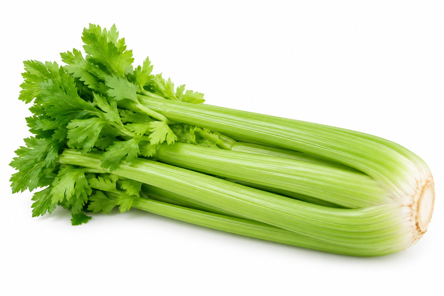Fresh Celery