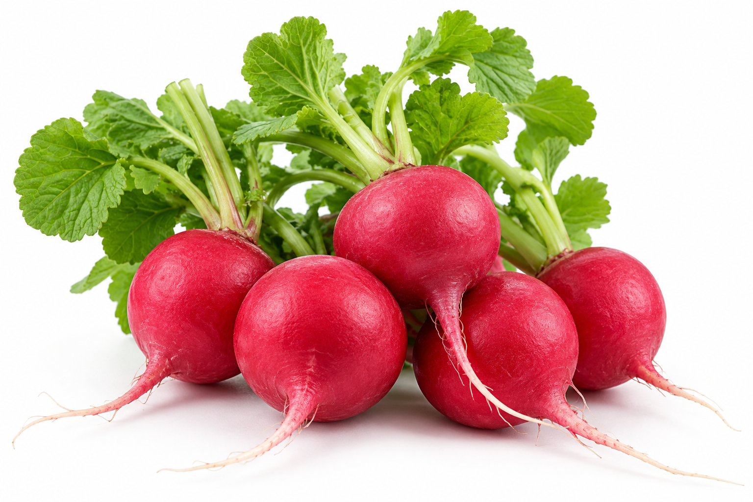Fresh Red Radish