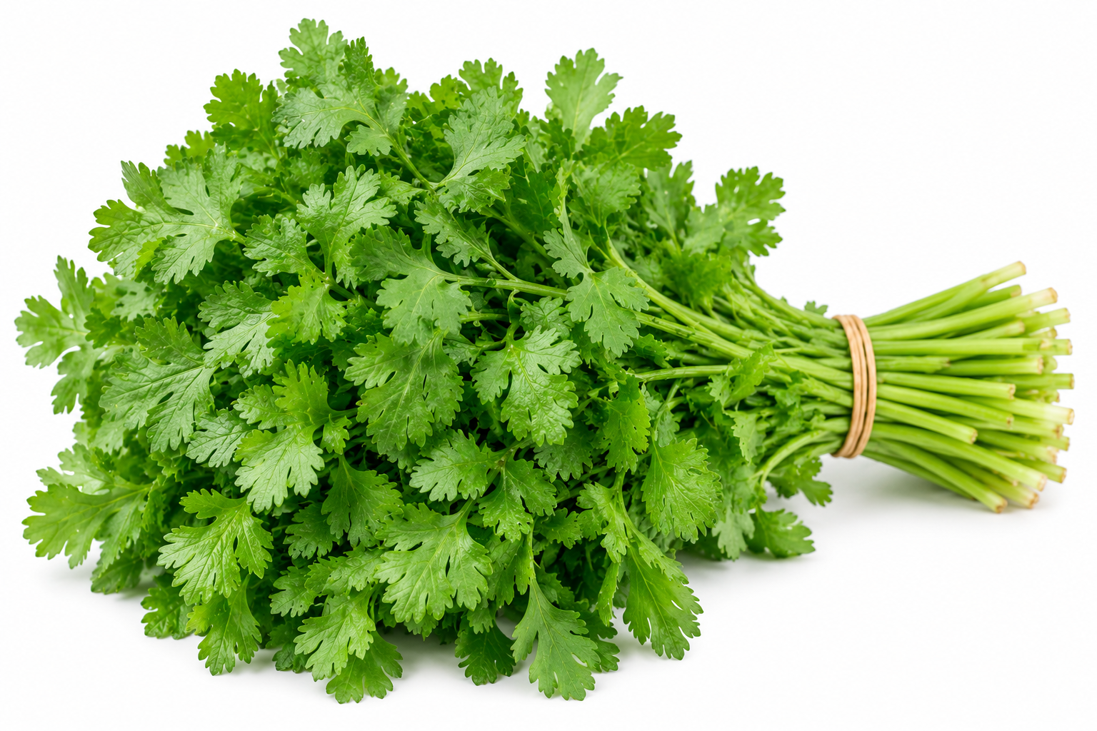 Coriander Leaves