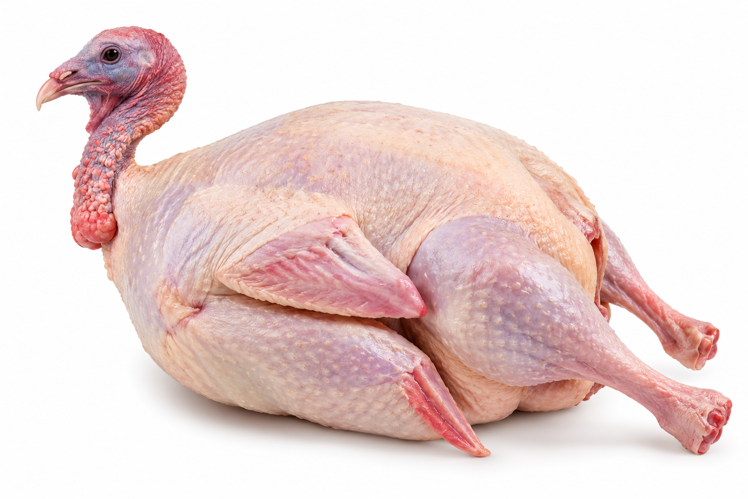 Live Turkey
