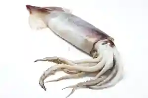 Fresh Squids