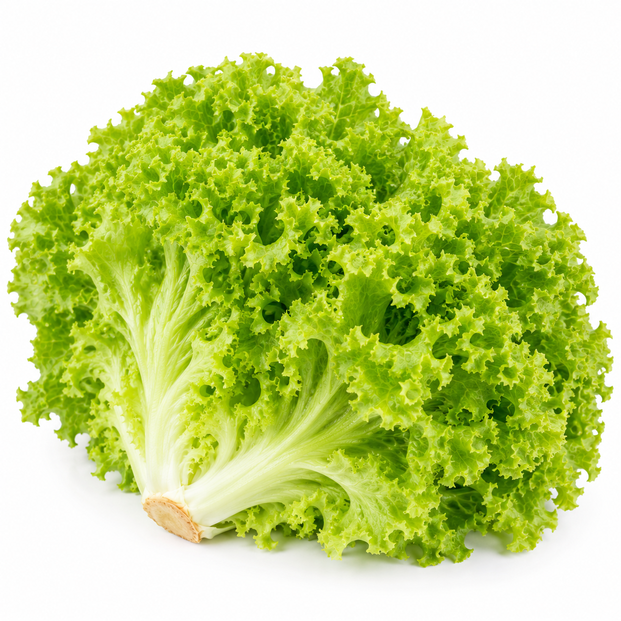 Lollo Bionda Green