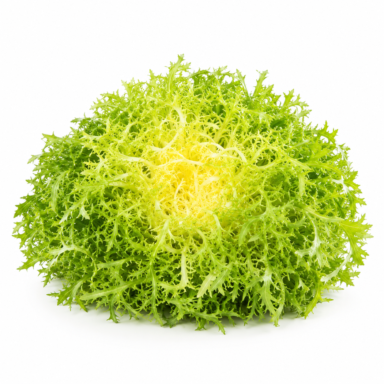 Frisee Lettuce
